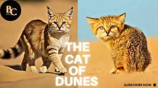 How the Sand Cat Cheats Death in the Desert