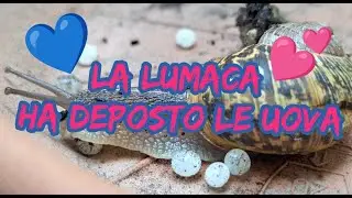 La lumaca ha deposto le uova #lumaca #chiocciola #uova