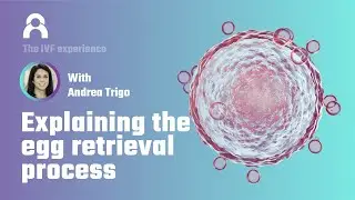 Step-by-Step Guide to Egg Retrieval in IVF