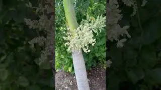 Красота и счастье #youtube #video #life #happy #today #beautiful #florida #home