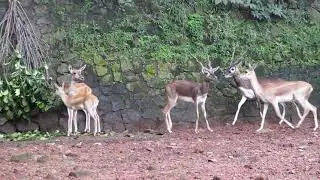 Blackbuck (Antilope cervicapra)
