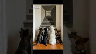 🐾 What Happens Next?! &hellip;Animals vs the Infinite 3D Stairs&hellip;🐾動物たちが3D階段に挑む&hellip;次に何が起こる？！ #3dillusion
