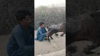 Goat's style🐐| #trending #music #مستی #funny #animals #trends #goat #camel #هكذا #shorts #viralshort