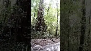 Temani Eksplor ke Hutan Papua dong 😂#Timika#Papua#fyp #foryoupage❤️❤️