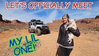 A Dog's Life On The Road