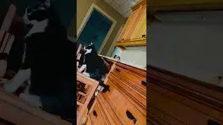 Kitty Detectives #shorts #catvideos #kitty