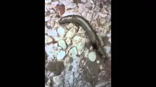 The Magical Gecko