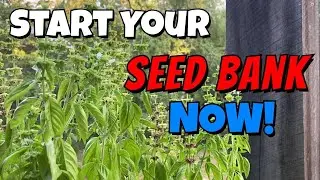 Collecting Basil Cilantro Dill Seeds