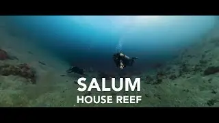 Salum House Reef Dive Highlights | Silent Vlog | Underwater ASMR