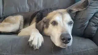 Senior dog takes a nap