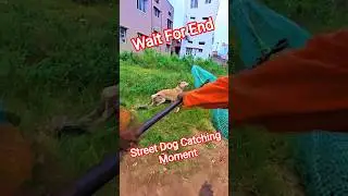 Flash Player Running Dog Catch Trailer #dogwithpublicsafety #dog #pets #ytviral #shorts