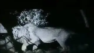 Let's go camping in the African plains they said