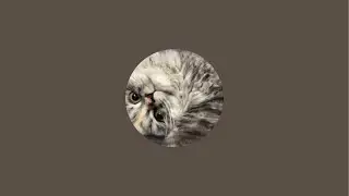 Live with My Cats 🐱 | Chill, Chat & Cute Moments