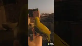 #pakistan #india #birds #funny #love#parrot ❤️❤️