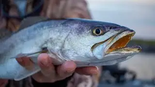 Why Speckled Trout Seek Deep Water | Theories & Explanations