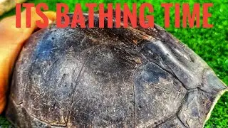 Cleaning my turtle|malayan box turtle(ambon)