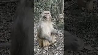 🐒😂Get Ready for the MOST EPIC Monkey Fails of All Time🐒