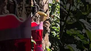 Hummingbird and house sparrows #birds #hummingbird #housesparrow #nature #fun