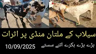 Multan Bakra mandi today, 10/09/2025  ملتان بکرا منڈی سیلاب کے اثرات 