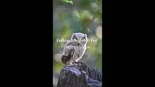 The Happiest Animal Has a Dark Secret