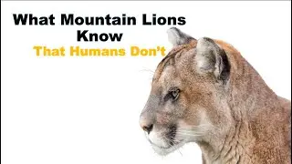What Mountain Lions Know That Humans Don't