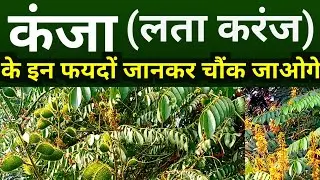 Kanja ke fayde |lata karanj ke fayde| kantak karanj| @TEJPALJADIBUTIGYAN