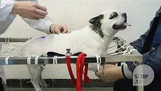 Acupuncture provides relief for pets with chronic conditions