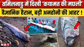 Oarfish Doomsday Fish Viral Video: Tamilnadu में दिखी ऑरफिश, क्यों मानते हैं अशुभ | Oarfish Video |