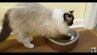 Heart Shaped Cat Scratcher Lounge and Bed by Pet Dogma Product Review Video