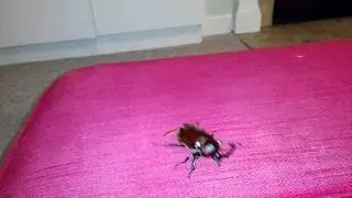 Japanese Rhino Beetle in flight.