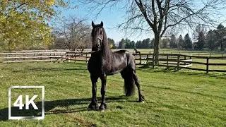|4K| Drone Video - Black Horse Presentation Video - USA - 2023