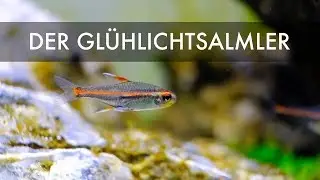 Der Glühlichtsalmler | Glowlight Tetra