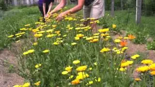 Calendula Anthem