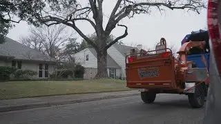 How to help your trees ahead of the North Texas winter storm