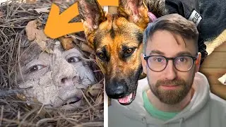 Dog Outsmarts Extreme Camouflage | K9 Handler Reaction