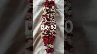 Day 60 garland making with purple chamanthi #krishna #aandaal #flowergarland #thiruppavai #pasuram