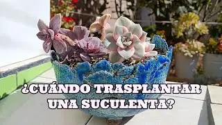 CUÁNDO? Y POR QUÉ? realizar trasplante urgente #suculentas #graptopetalum