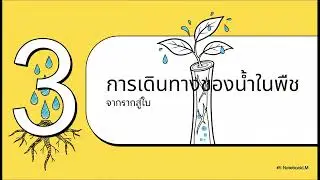 ความสัมพันธ์ของพืชกับน้ำ