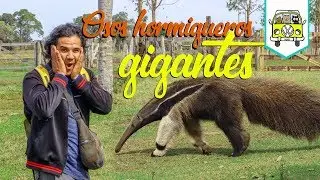 Osos Hormigueros Gigantes | Episodio #61 | Pantanal Brasil
