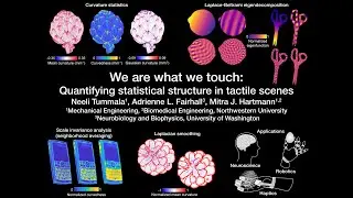 We are what we touch: Quantifying statistical structure in tactile scenes