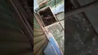 Harris Hawk breeding