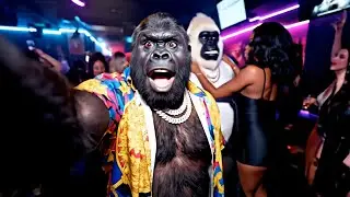 Gorilla Escapes Zoo, Causes CHAOS on Cruise Ship