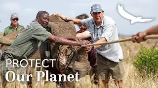 Protect our Planet | Conservation Collaborations | Moving rhinos from Phinda to Rwanda