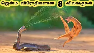 விரோதிகளான விலங்குகள் || Eight Animals That Hate Each Other || Tamil Info Share