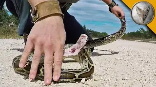 Pyton Birmański Atakuje 🐍 Brave Wilderness Polski