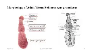 Echinococcus granulosa (Dog tapeworm, hydatid tapeworm)