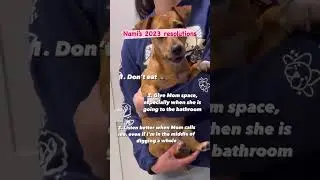Puppy&rsquo;s New Years Resolution #shorts #cutepuppy