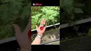 Bu Kuş Ger&ccedil;ek Olamaz! 😲😂