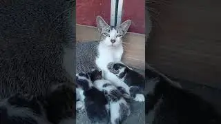 pecinta kucing kampung sedang live sekarang!