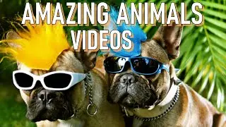 Funny animals compilation videos 😂